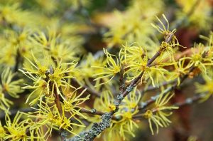 in depth guide about how to use witch hazel for hemorrhoids